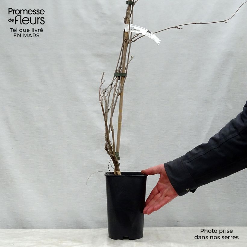 Wisteria floribunda Violacea Plena - Glicine Vaso da 2L/3L esemplare consegnato in primavera