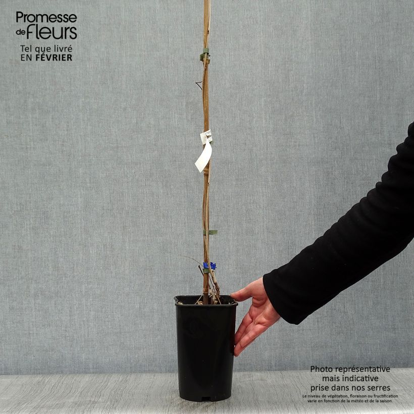 Wisteria floribunda Violacea Plena - Glicine Vaso da 2L/3L esemplare consegnato in inverno