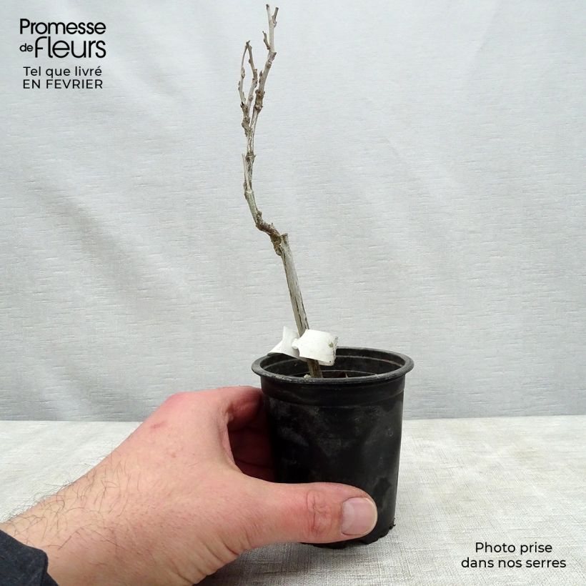 Wisteria floribunda - Glicine Vasetto da 8/9 cm esemplare consegnato in inverno