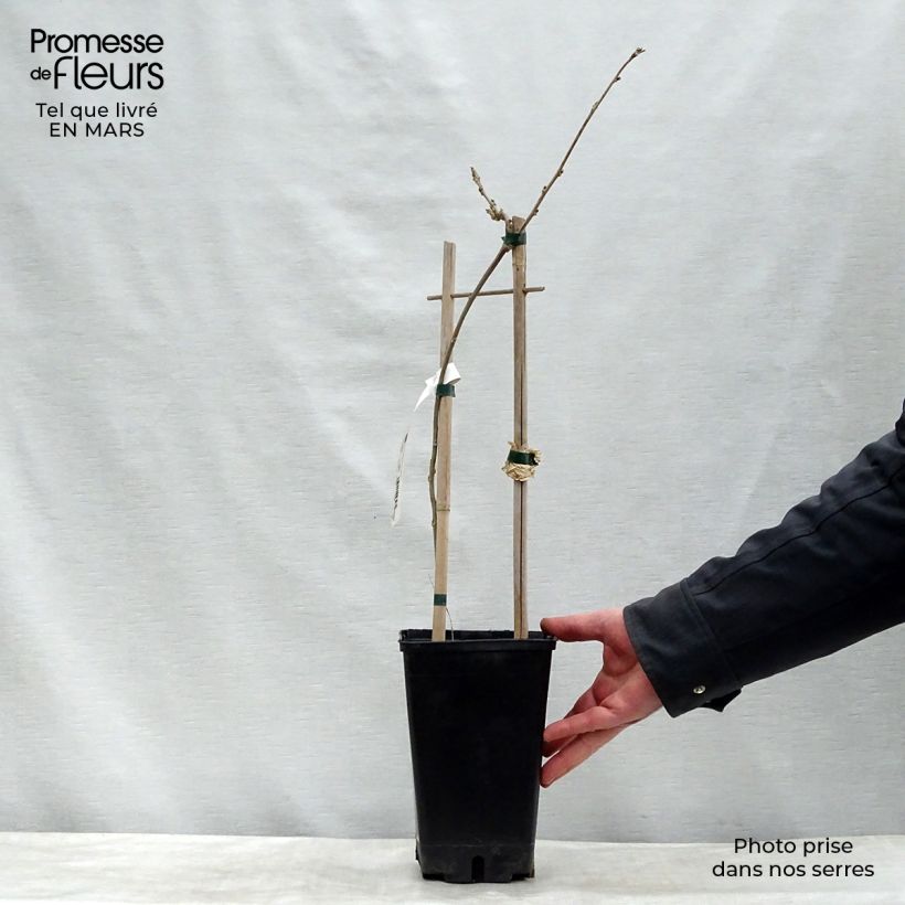 Wisteria floribunda - Glicine Vaso da 3L/4L esemplare consegnato in inverno