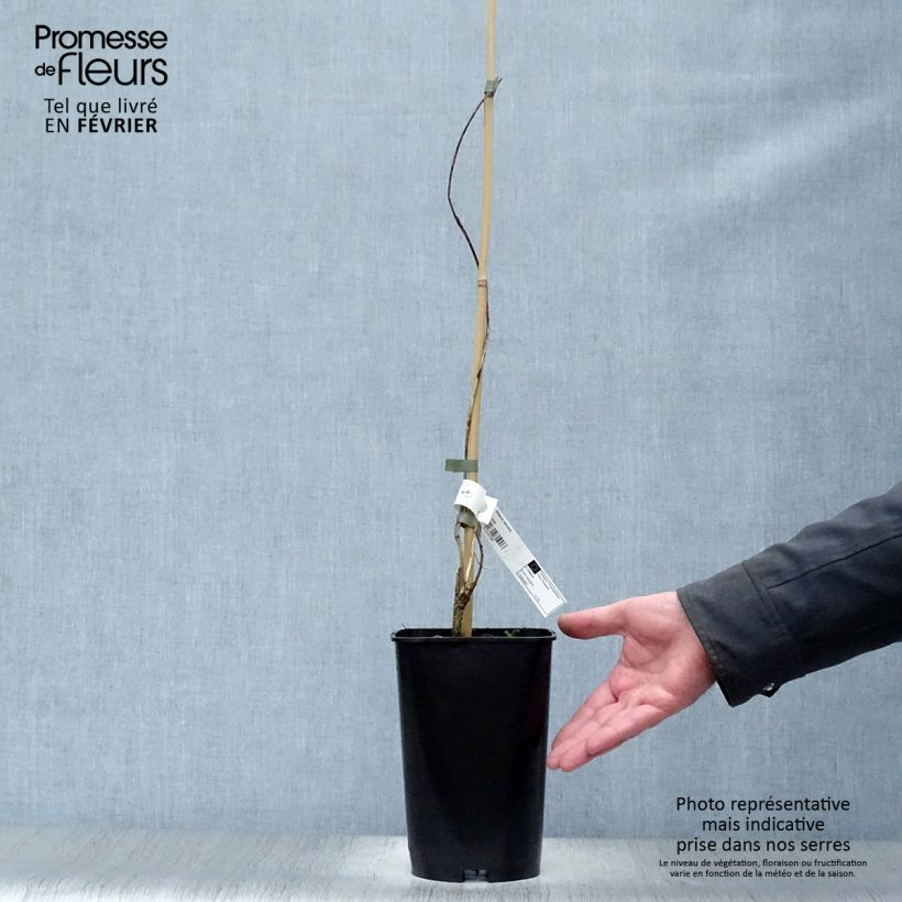 Wisteria venusta - Glicine Vaso da 2L/3L esemplare consegnato in inverno