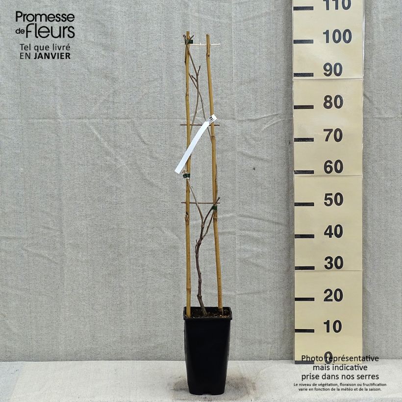 Wisteria floribunda Ed's Blue Dragon - Glicine Vaso da 2L/3L esemplare consegnato in inverno