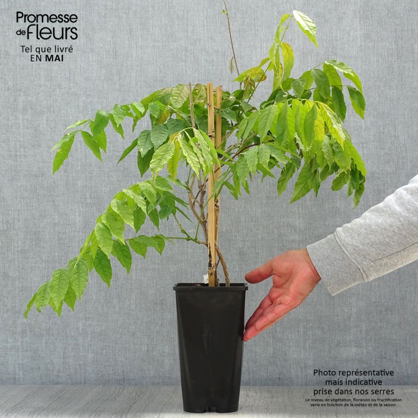 Wisteria floribunda Lipstick - Glicine Vaso da 3L/4L esemplare consegnato in primavera