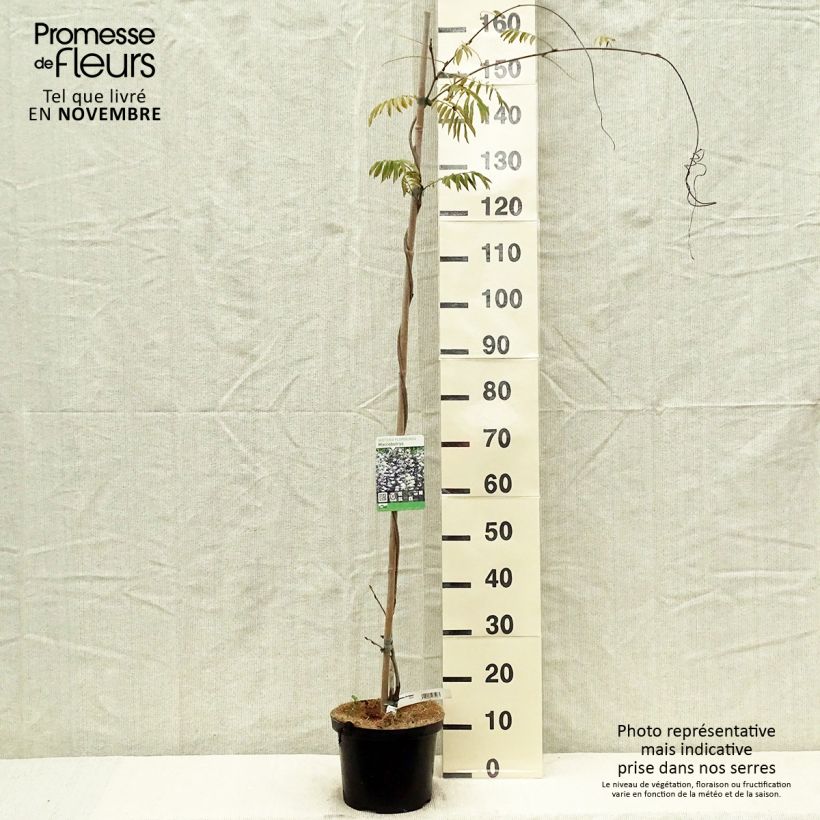 Esemplare di Wisteria floribunda Macrobotrys De Belder - Glicine Vaso da 4L/5L come consegnato in autunno
