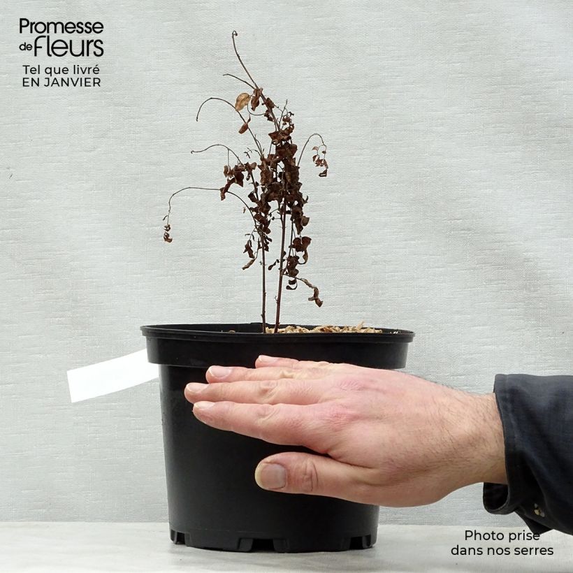 Liquirizia comune Vaso da 2L/3L esemplare consegnato in inverno