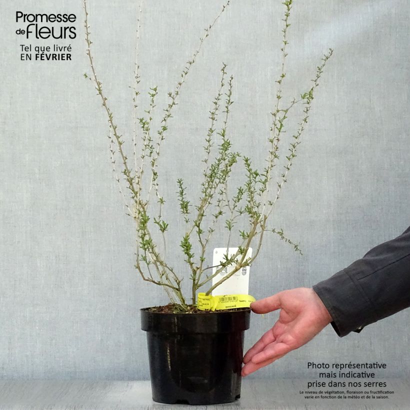 Lycium barbarum Big Lifeberry - Goji Vaso da 1,5L/2L, Multifusto esemplare consegnato in inverno