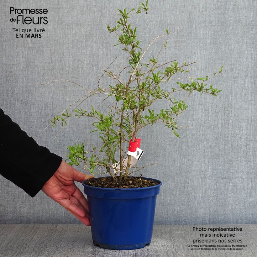 Lycium barbarum Gojidelys - Goji Vaso da 2L/3L, Multifusto esemplare consegnato in inverno