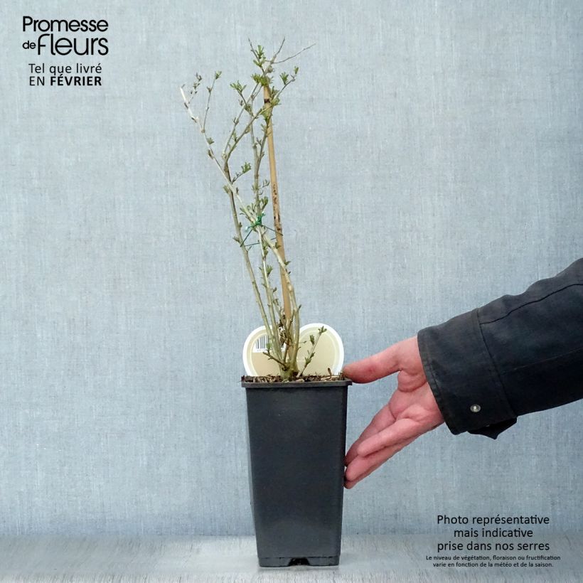 Lycium barbarum Instant Success - Goji Vaso da 1,5L/2L esemplare consegnato in inverno