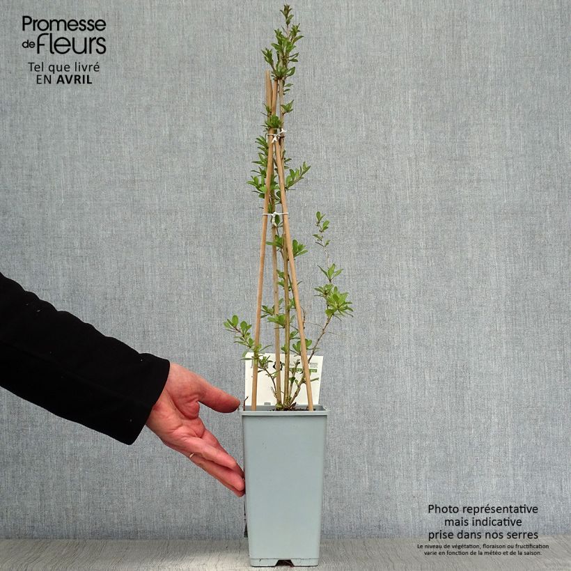 Lycium barbarum - Goji Vaso da 1,5L/2L, A cespuglio esemplare consegnato in primavera