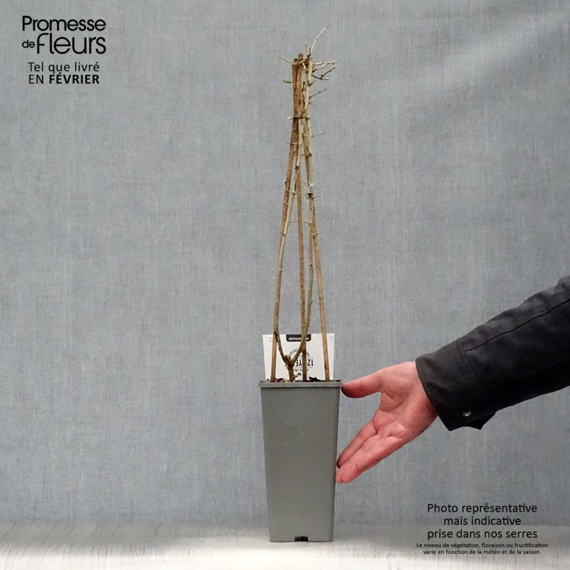 Lycium barbarum - Goji Vaso da 1,5L/2L, A cespuglio esemplare consegnato in inverno