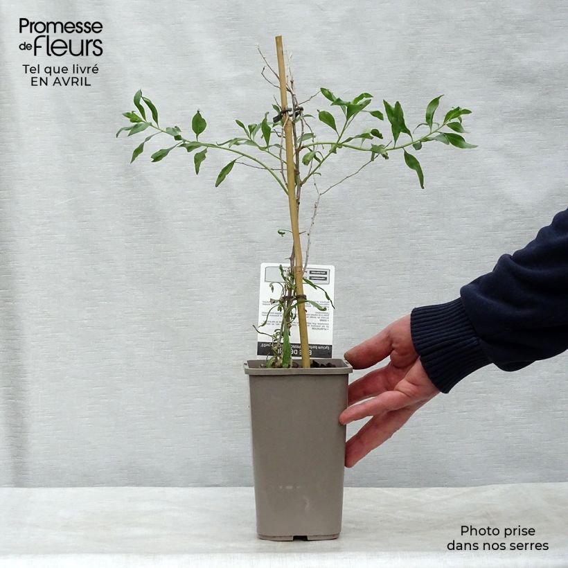 Lycium barbarum Princess Tao FPW03 - Goji Vaso da 1L/1,5L, Multifusto esemplare consegnato in primavera