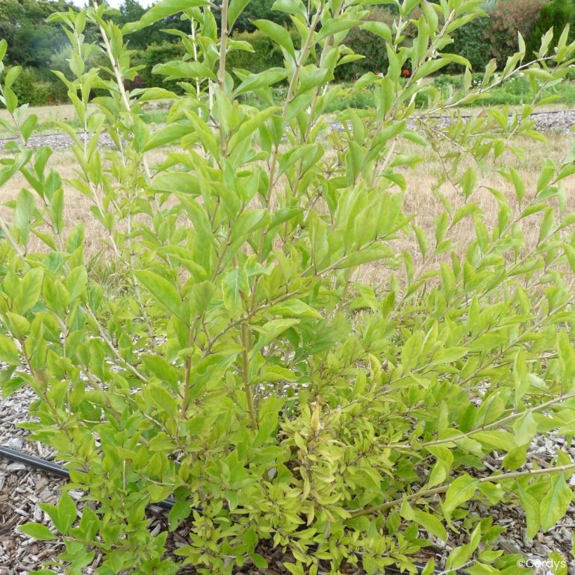 Lycium barbarum - Goji Q1 (Porto)