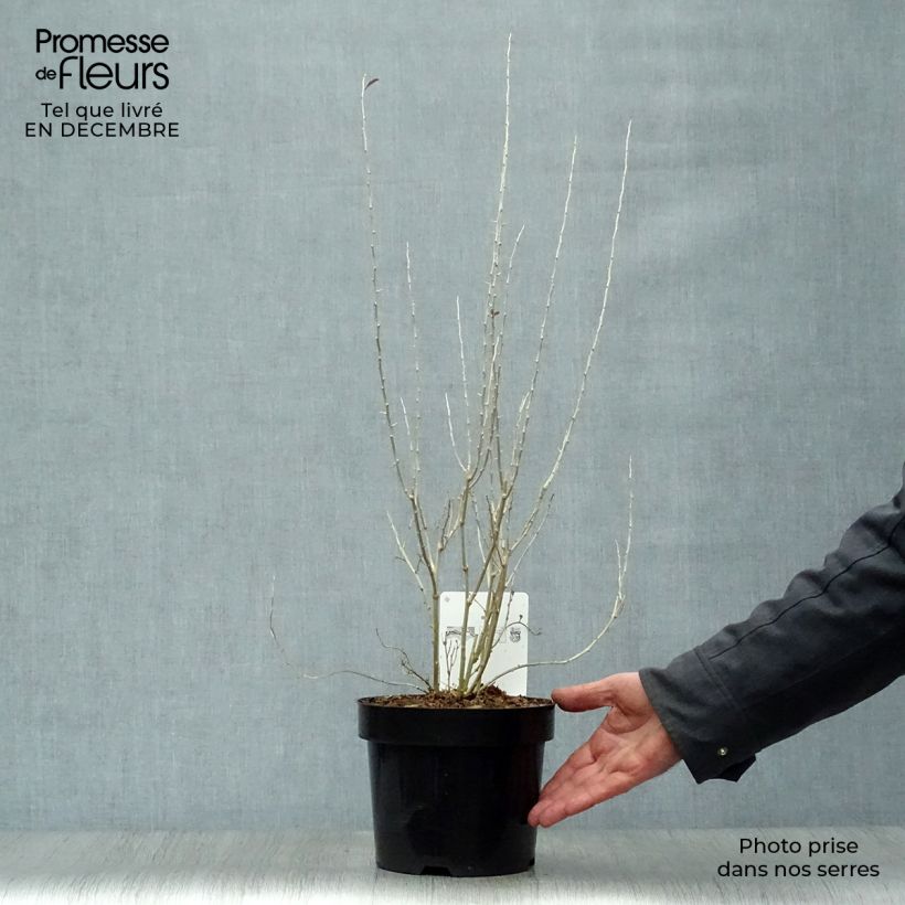 Lycium barbarum Sweet Lifeberry - Goji Vaso da 1,5L/2L, Multifusto esemplare consegnato in inverno