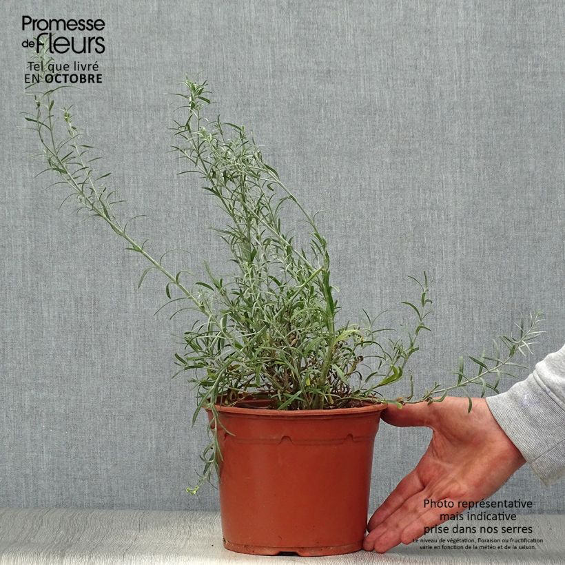 Esemplare di Gomphostigma virgatum White Candy Vaso da 2L/3L come consegnato in autunno