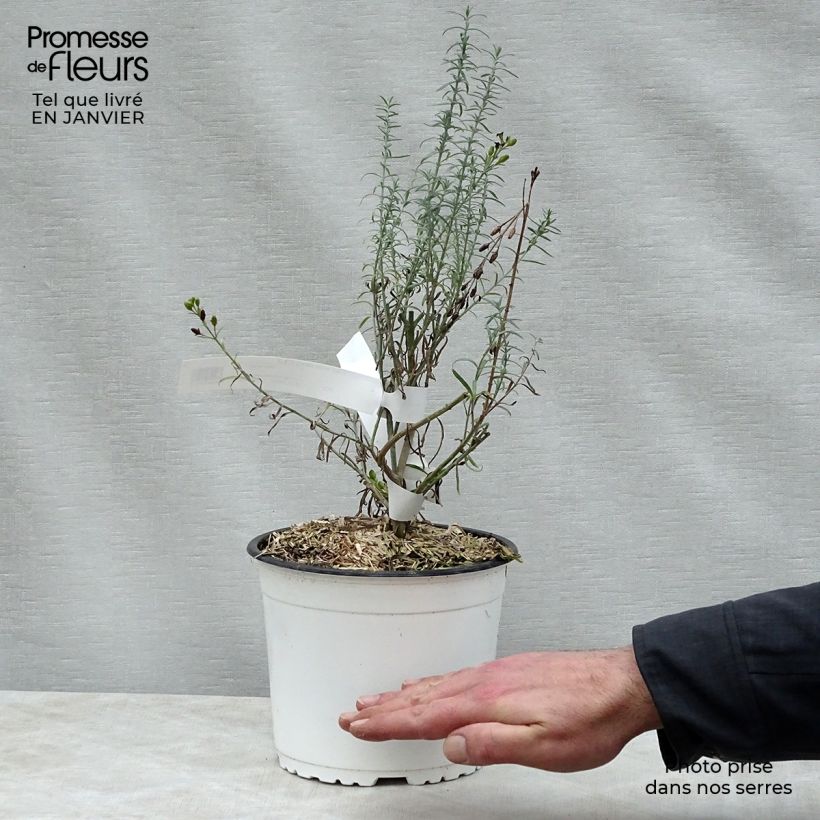 Gomphostigma virgatum White Candy Vaso da 2L/3L esemplare consegnato in inverno