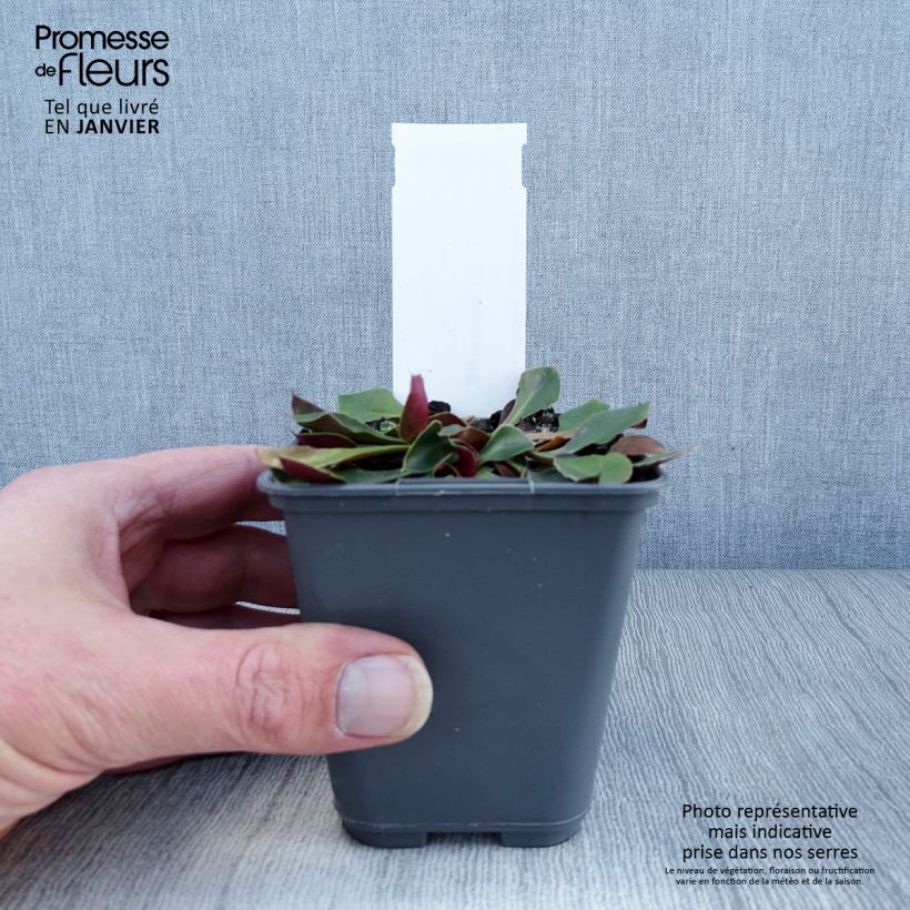 Goniolimon collinum Vasetto da 8/9 cm esemplare consegnato in inverno