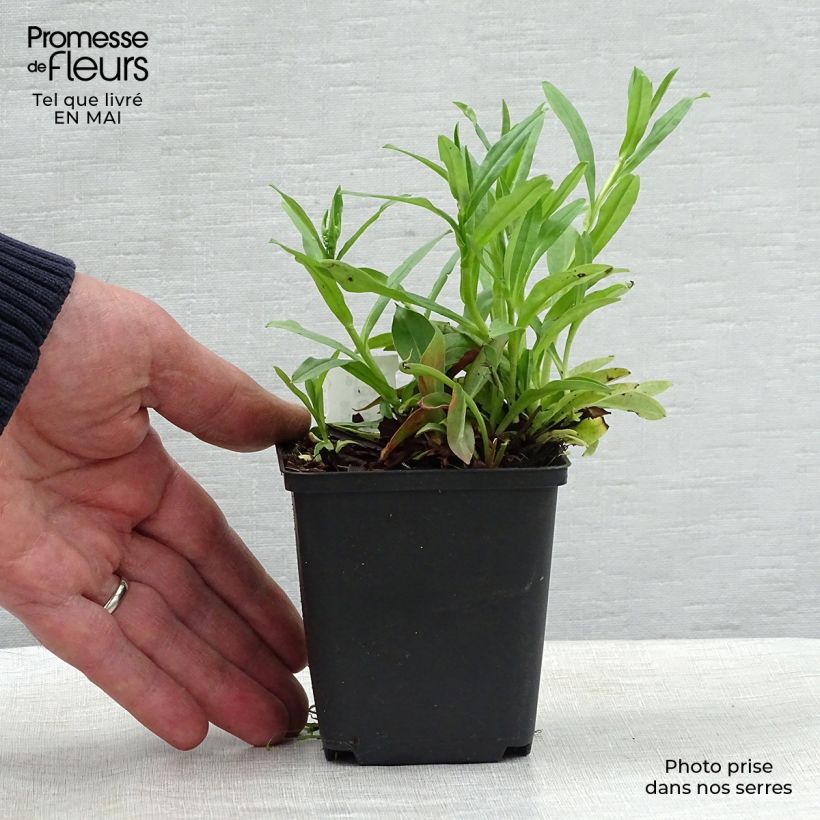 Goniolimon tataricum - Limonio tatarico Vasetto da 8/9 cm esemplare consegnato in primavera