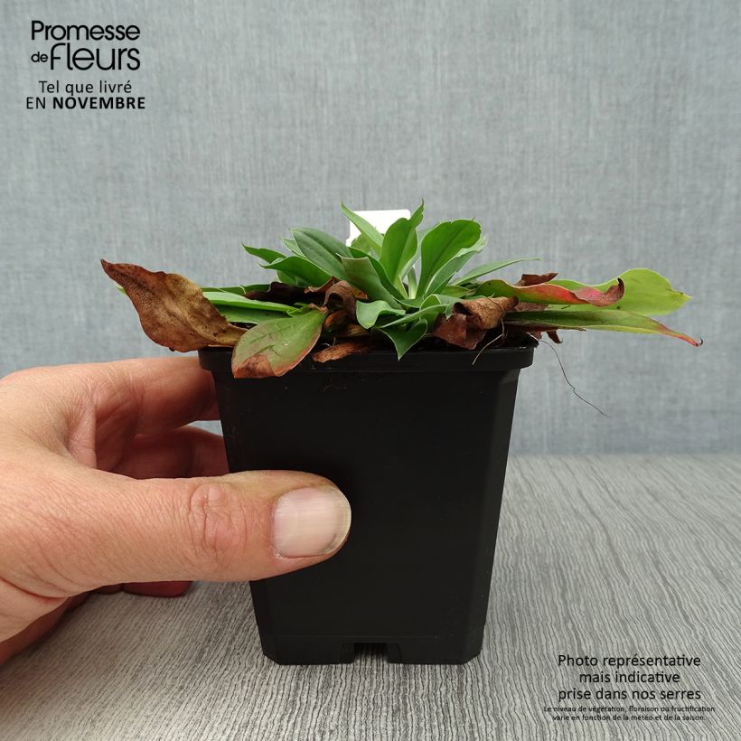 Esemplare di Goniolimon tataricum - Limonio tatarico Vasetto da 8/9 cm come consegnato in autunno