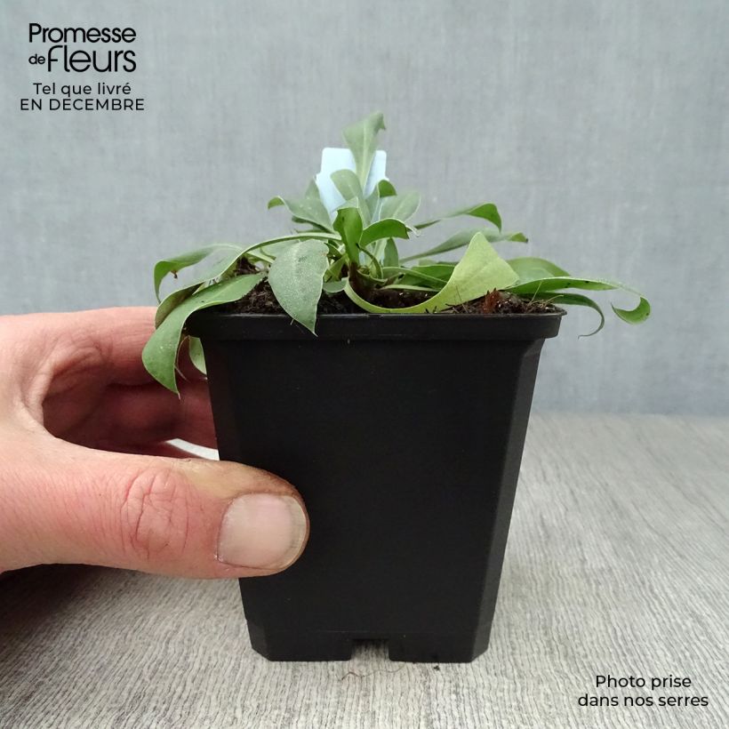 Goniolimon tataricum - Limonio tatarico Vasetto da 8/9 cm esemplare consegnato in inverno