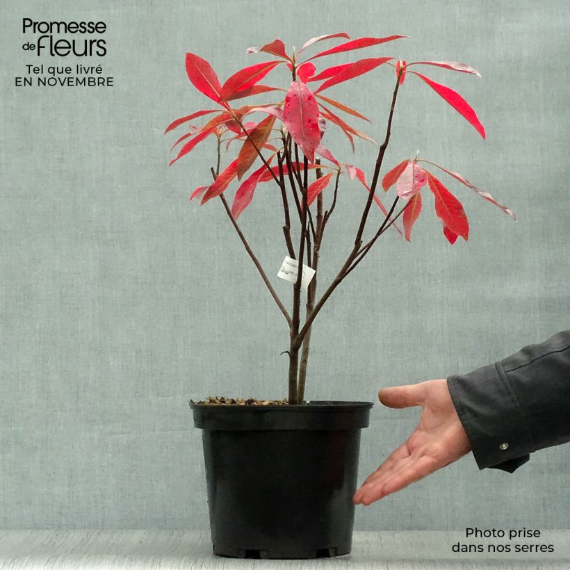 Esemplare di Gordlinia grandiflora Vaso da 3L/4L come consegnato in autunno