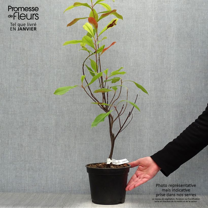 Gordlinia grandiflora Vaso da 3L/4L esemplare consegnato in inverno