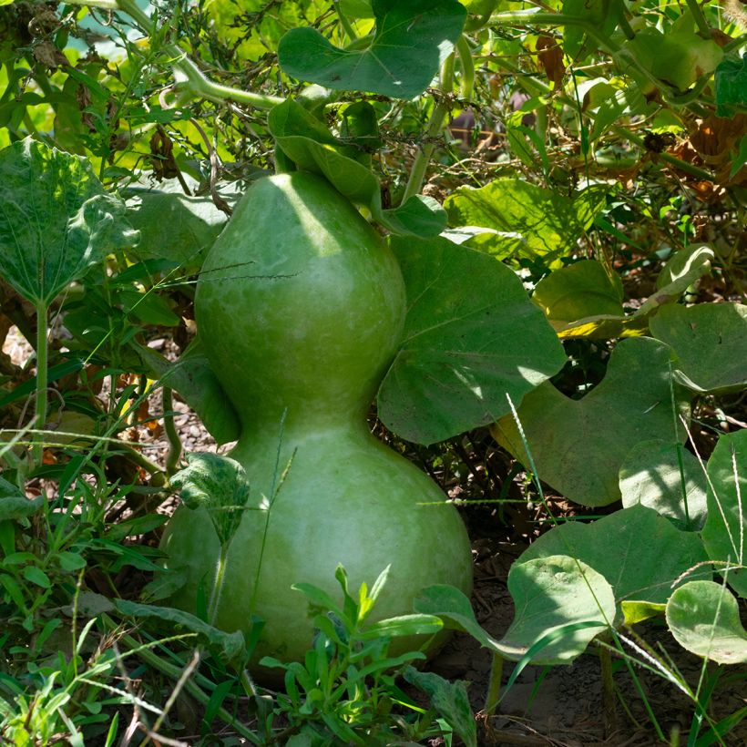 Zucca bottiglia Pélerine Bio - Ferme de Sainte Marthe (Fogliame)