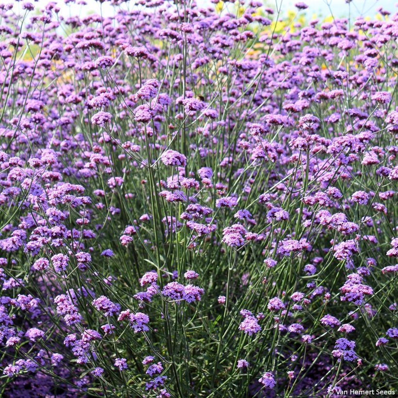 Verbena di Buenos Aires Vanity (semi) (Porto)