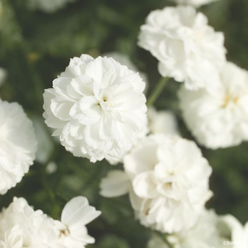 Achillea ptarmica Marshmallow (Semi rivestiti) (Fioritura)