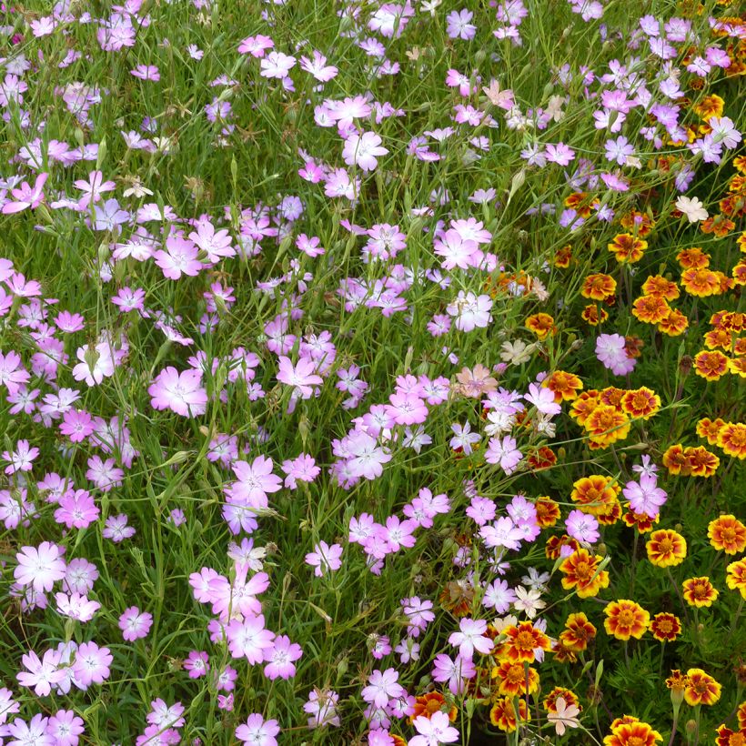 Agrostemma coeli-rosa - Gittaione (semi) (Porto)