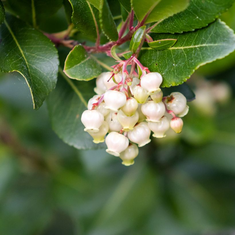 Arbutus unedo (semi) - Corbezzolo (Fioritura)