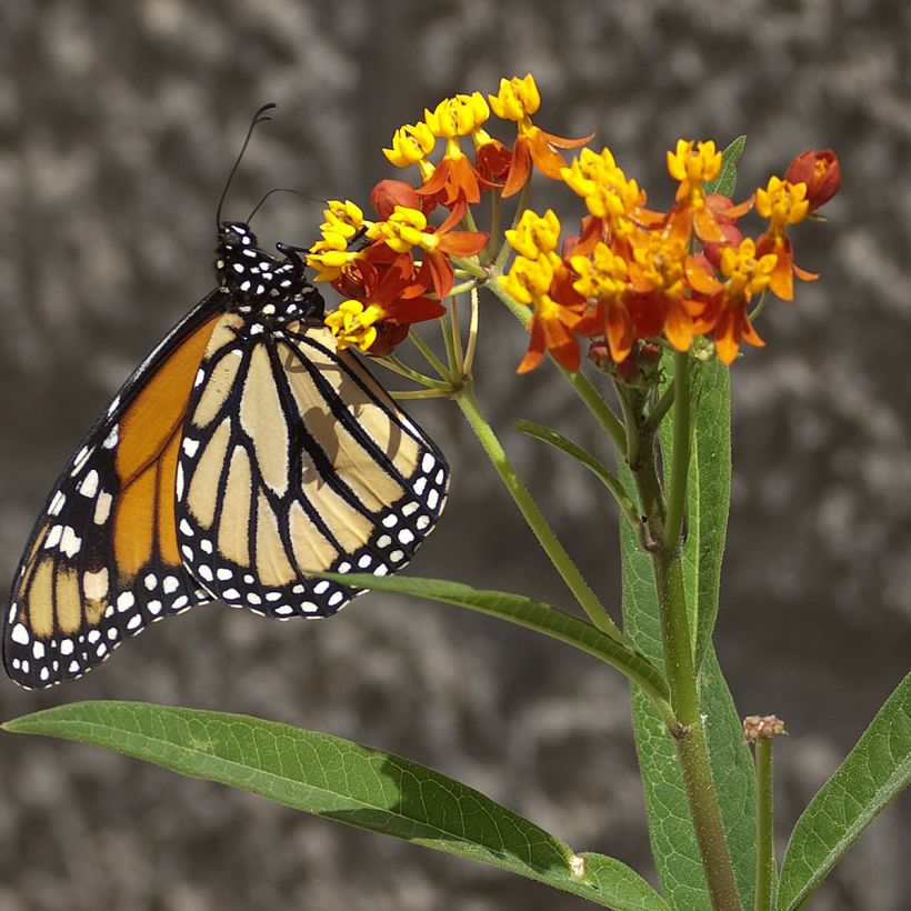 Asclepias curassavica (semi) - Asclepiade di Cuaraçao (Fioritura)