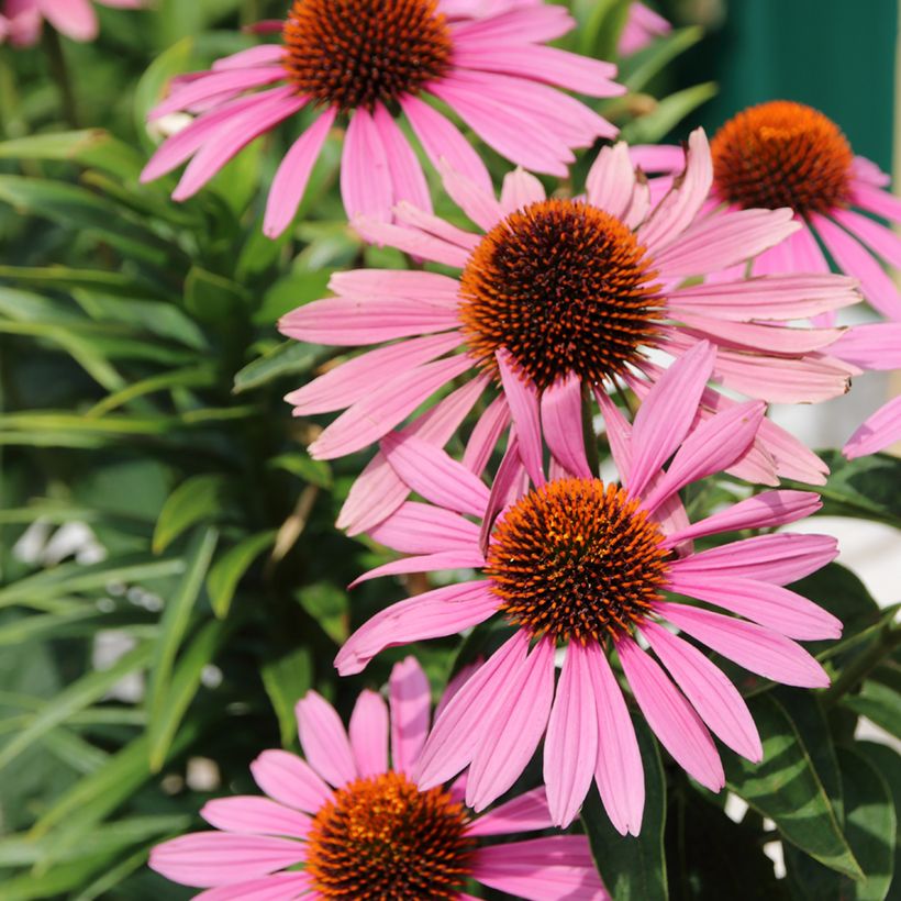 Echinacea purpurea Magnus (semi) (Fioritura)