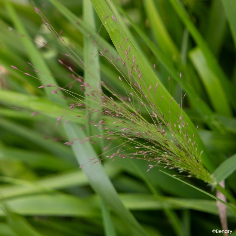 Eragrostis spectabilis Snuggy (semi) (Fioritura)