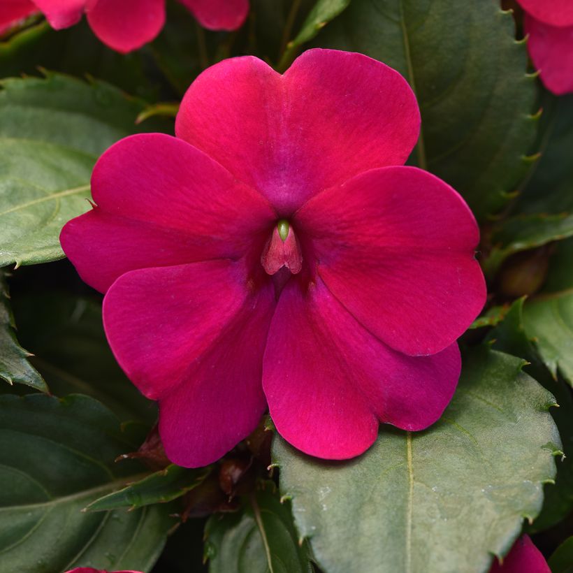 Impatiens Solarscape Magenta Bliss (semi) - Fiore di vetro (Fioritura)