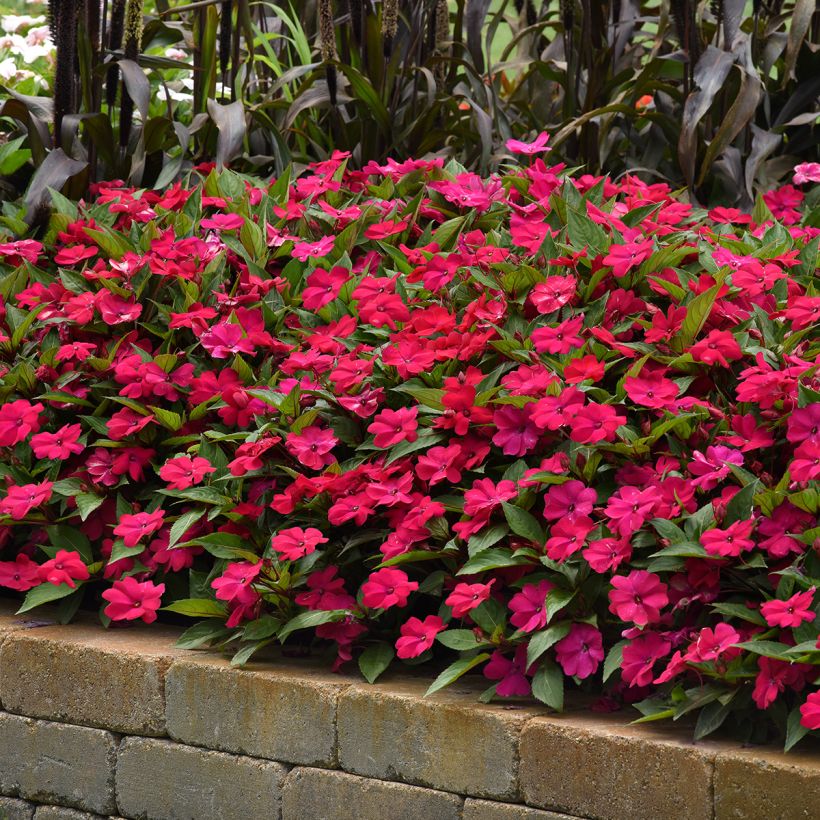 Impatiens Solarscape Magenta Bliss (semi) - Fiore di vetro (Porto)