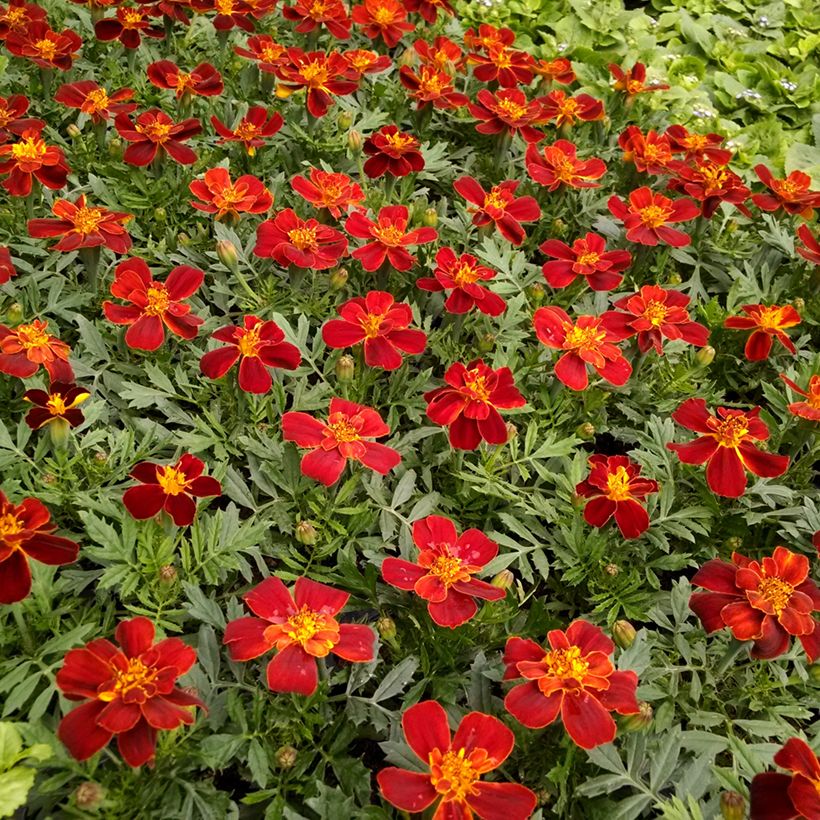 Tagetes patula Durango Red - Tagete (Fioritura)