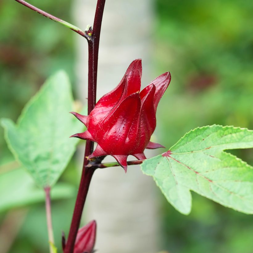 Hibiscus sabdariffa - Karkadè (Raccolta)