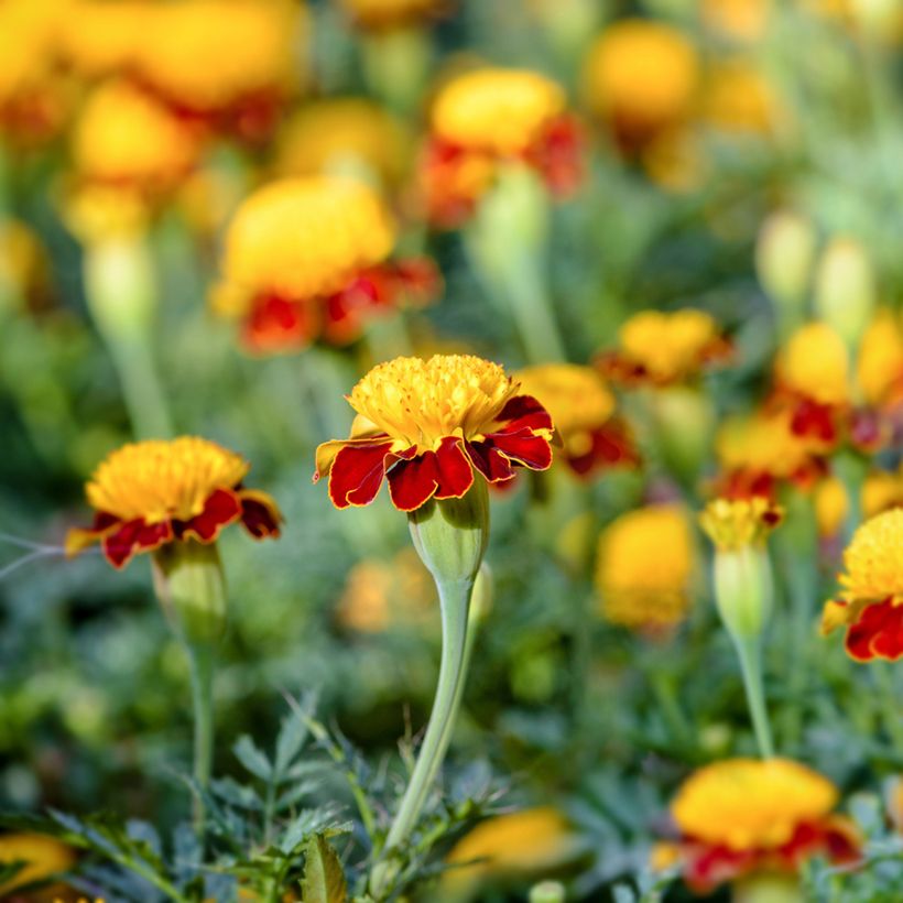 Tagetes patula Tiger Eyes (semi) - Tagete (Fioritura)