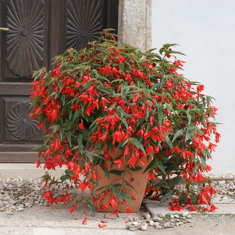 Begonia boliviensis Copacabana F1 Red (Semi rivestiti) (Porto)