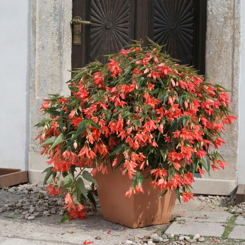 Begonia boliviensis Copacabana F1 Salmon (Semi rivestiti) (Porto)