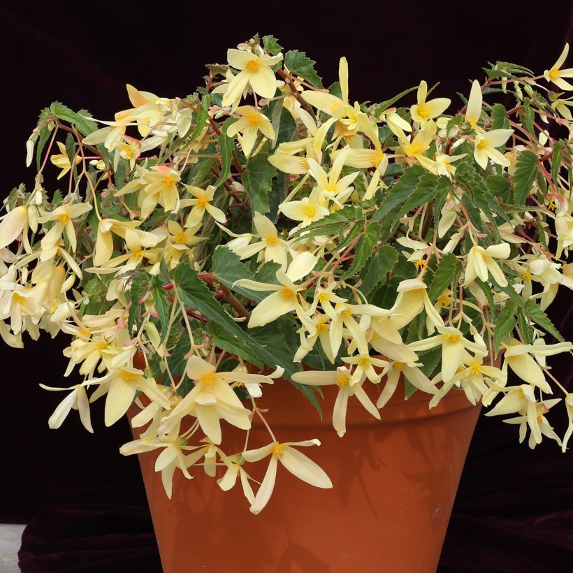 Begonia boliviensis Copacabana F1 Yellow (Semi rivestiti) (Porto)