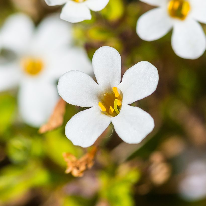 Bacopa cordata Snowtopia White (Fioritura)