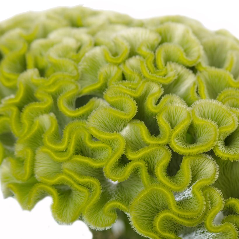 Celosia Cristata Act Verda (Green) (semi) - Cresta di gallo (Fioritura)