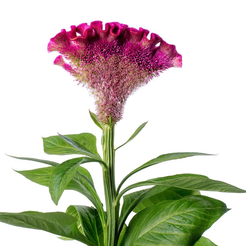 Celosia Cristata Bar Bora (Purple) (semi) - Cresta di gallo (Fioritura)