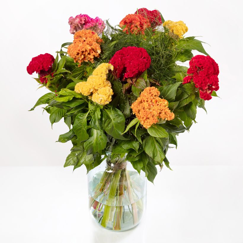 Celosia Cristata Captain Mix (semi) - Cresta di gallo (Fioritura)