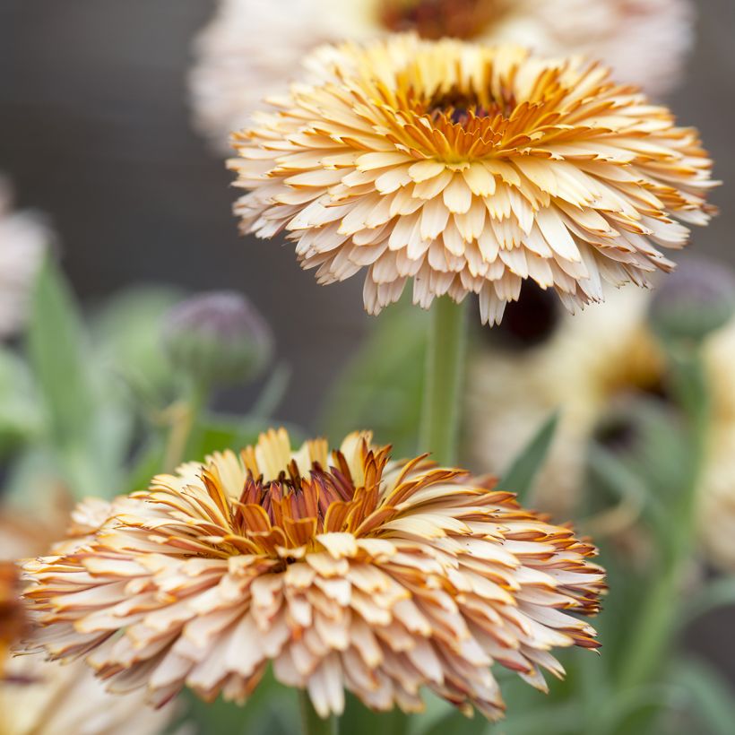 Calendula officinalis Pygmy Buff - Fiorrancio (Fioritura)