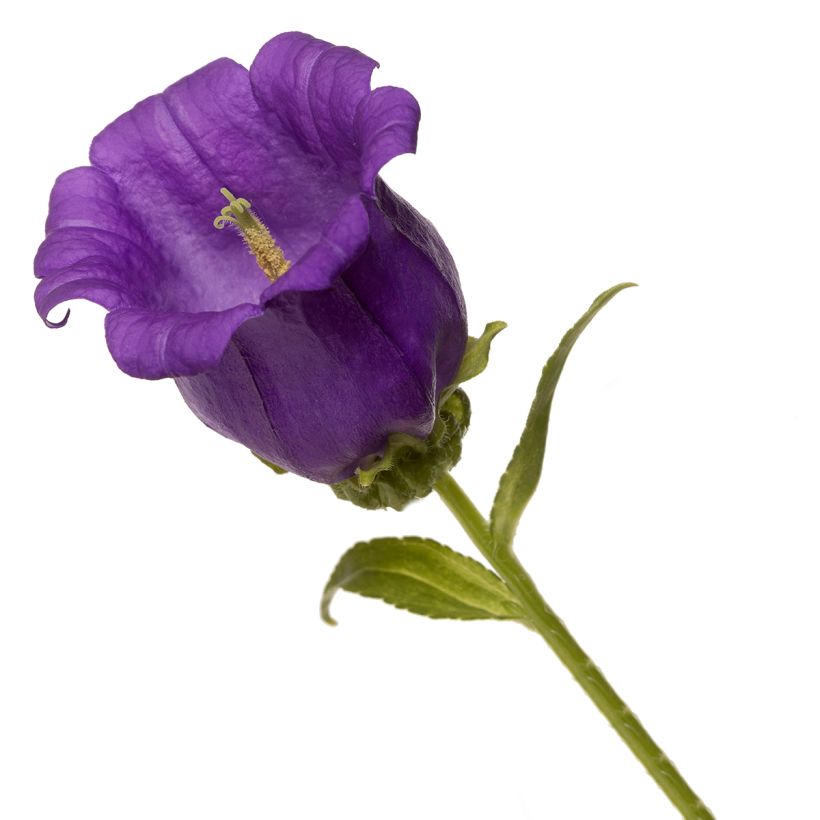 Campanule medium F1 Big Ben Deep Blue (semi rivestiti) - Campanula toscana (Fioritura)