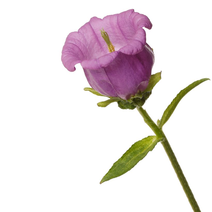 Campanule medium F1 Big Ben Lavender (semi rivestiti) - Campanula toscana (Fioritura)