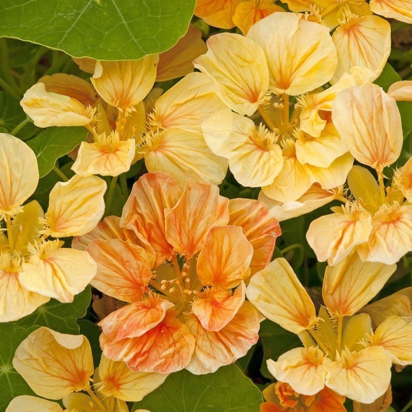 Tropaeolum Whirlybird Apricot (semi) - Nasturzio (Fioritura)