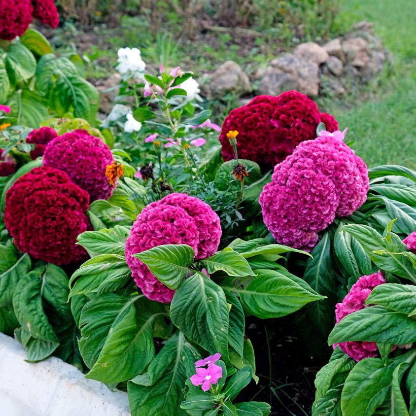 Celosia cristata King Coral - Cresta di gallo (Porto)